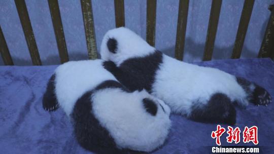 陕西三只秦岭大熊猫萌宝待认养，你心动了吗？