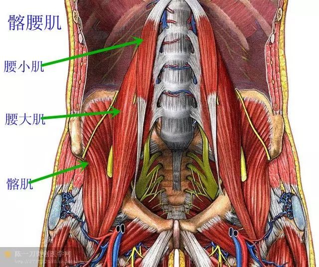 医学实用解剖学(超清楚彩图)_肌肉