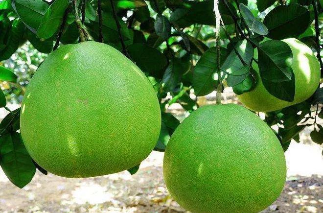 这种水果浑身都是宝,降糖、降脂、防血栓、止