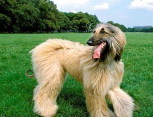 世界名犬排行榜_世界名犬排行榜前十(5)