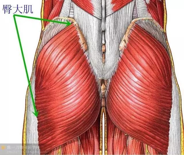 42,臀中肌——臀中肌与臀小肌是髋有力的外展肌.