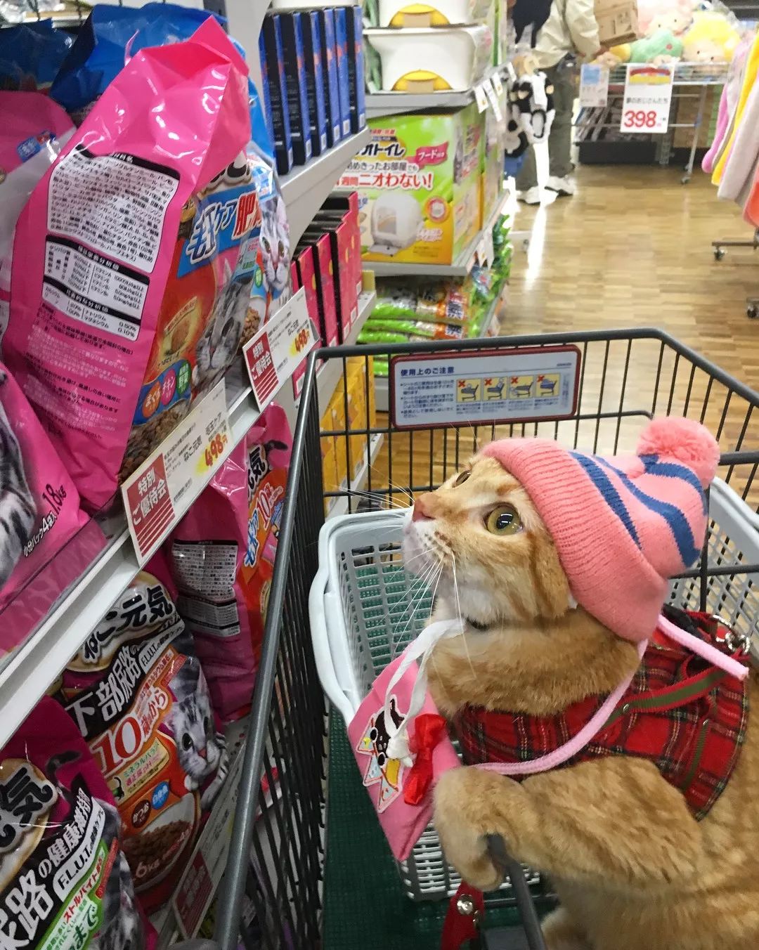 日本一喜欢逛超市的橘猫走红网络！乖巧认真的画风，太萌了
