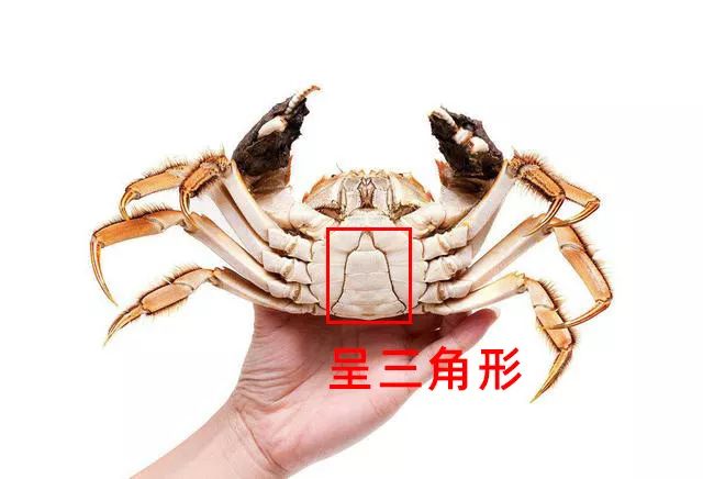 大闸蟹公蟹母蟹是不是都有毛 09f6563710434834867c79bca74438fb.jpeg