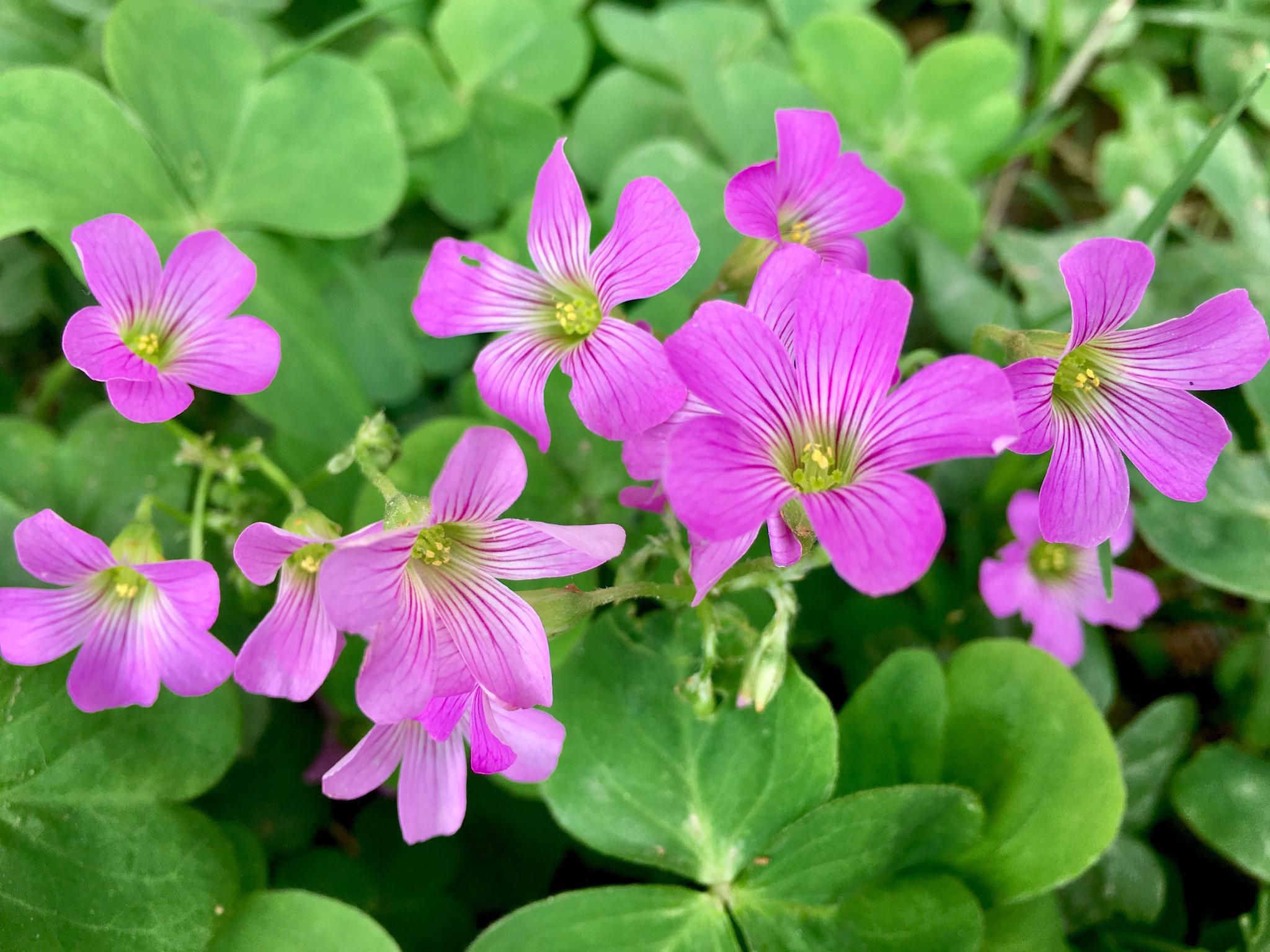 四季花儿开简谱_红莓花儿开简谱(3)