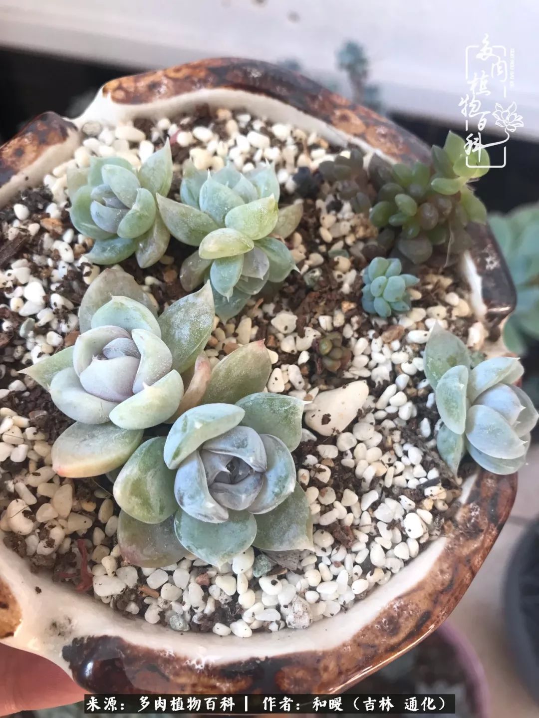 小球玫瑰多肉怎么养粗壮 110bbe2c17b54630affaccf12eb14cdf.jpeg