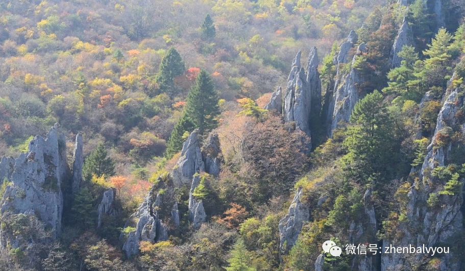 地址:镇巴县三元镇双河村巴山林