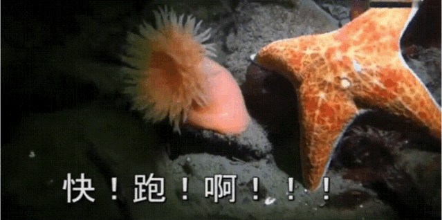 海葵样子的描写