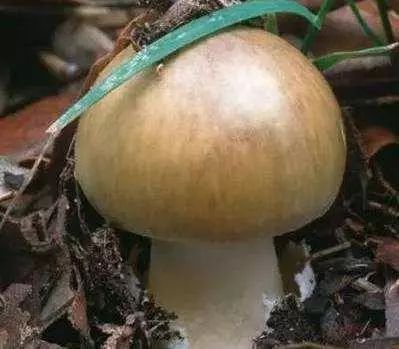 蘑菇排名_蘑菇卡通图片(2)