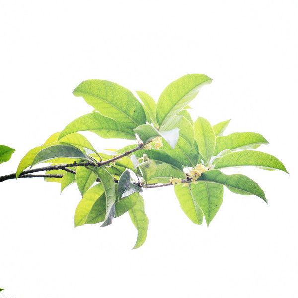 “总统府的桂花就没有香味