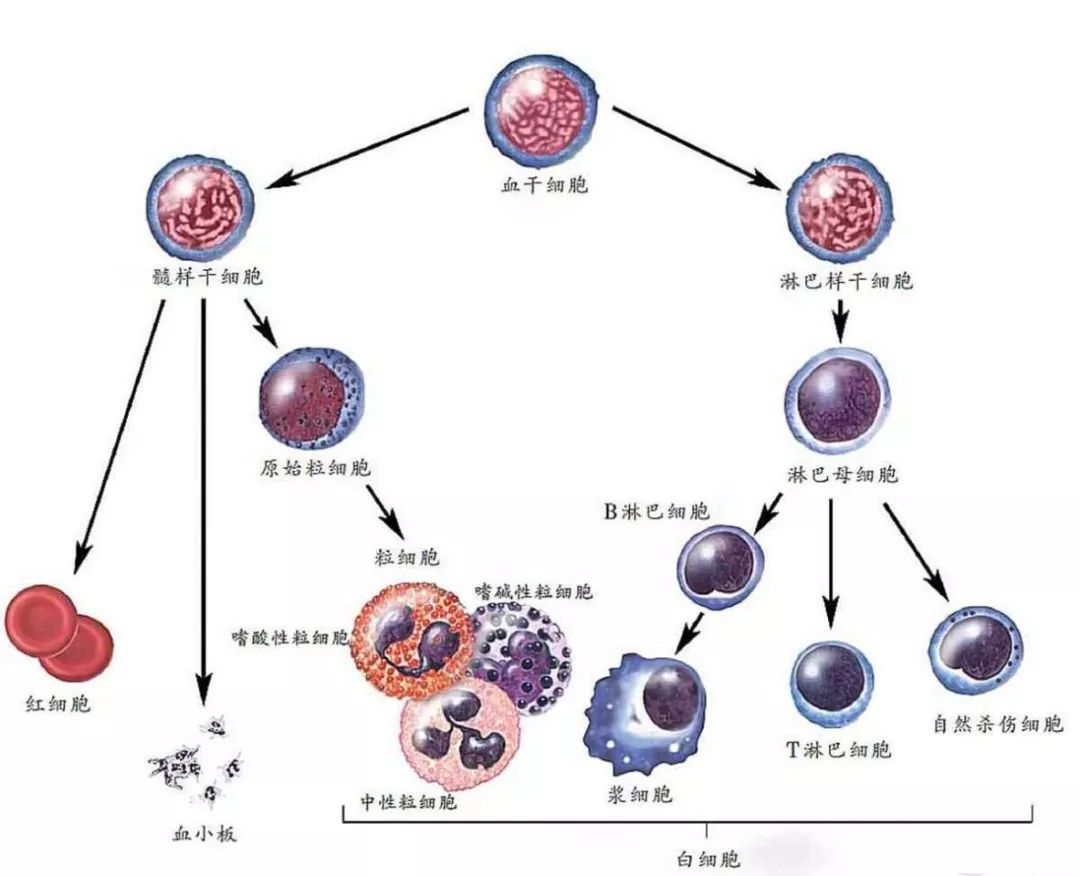 【三院·科普】揭开造血干细胞移植的神秘面纱