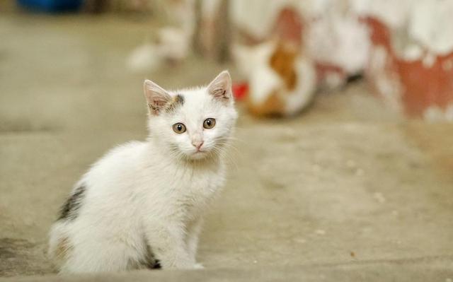 你以为你是猫的主人?你错了,从1万年前开始,猫