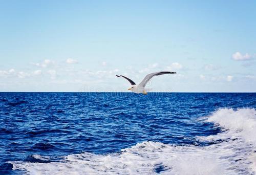 蓝色的海洋文案 4eaa6880a30c4d07b4e097bfd7b96b39.jpeg