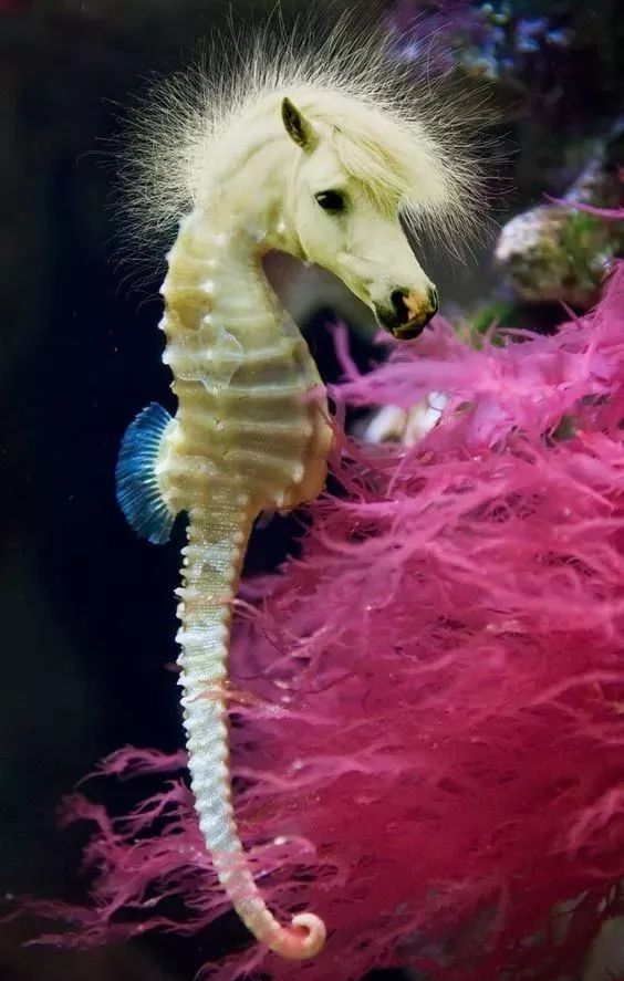 稀奇!太稀奇了!你绝对没有见过的稀世奇照!