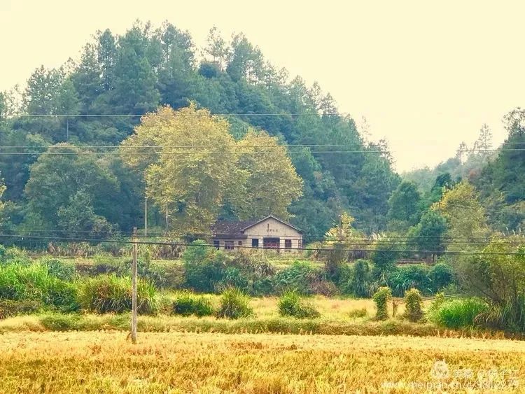 樟树墩人口_樟树