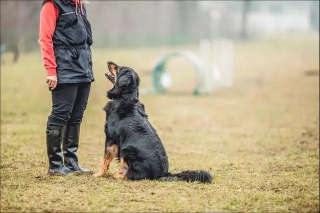 主人可以用手势,大喊狗狗名字或其它语言指令来吸引狗狗的注意力,只要