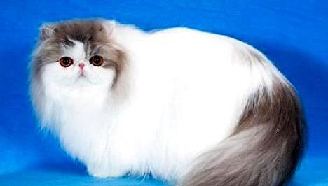 猫咪排名_可爱猫咪头像