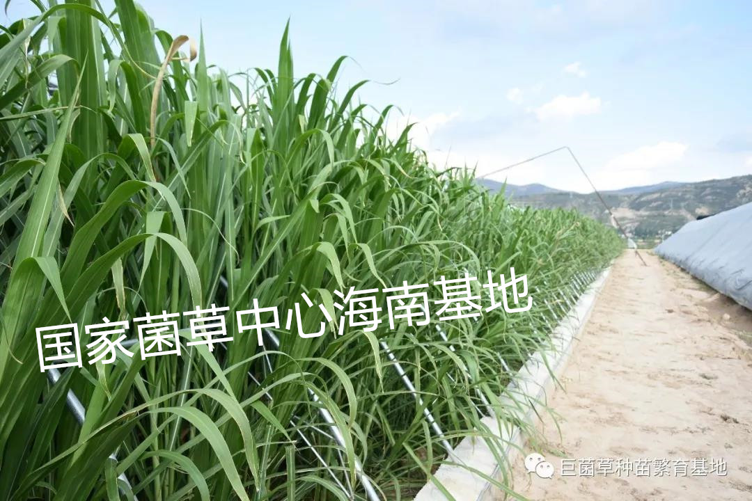 原创巨菌草的越冬防寒措施