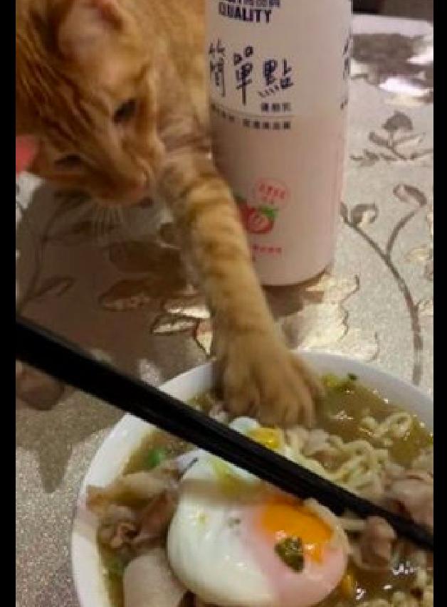 猫爱吃面条怎么办 6d384fd44bcd4dac956466c47b9f7c87.jpeg