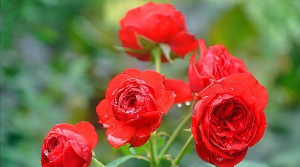 想爱不能爱,会深陷苦恋之中,难摆脱单相思的3