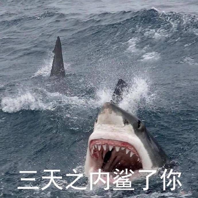 鲨鱼夹的危险度 79fcb73e79fa4171adb67e98a2f0a37a.jpeg