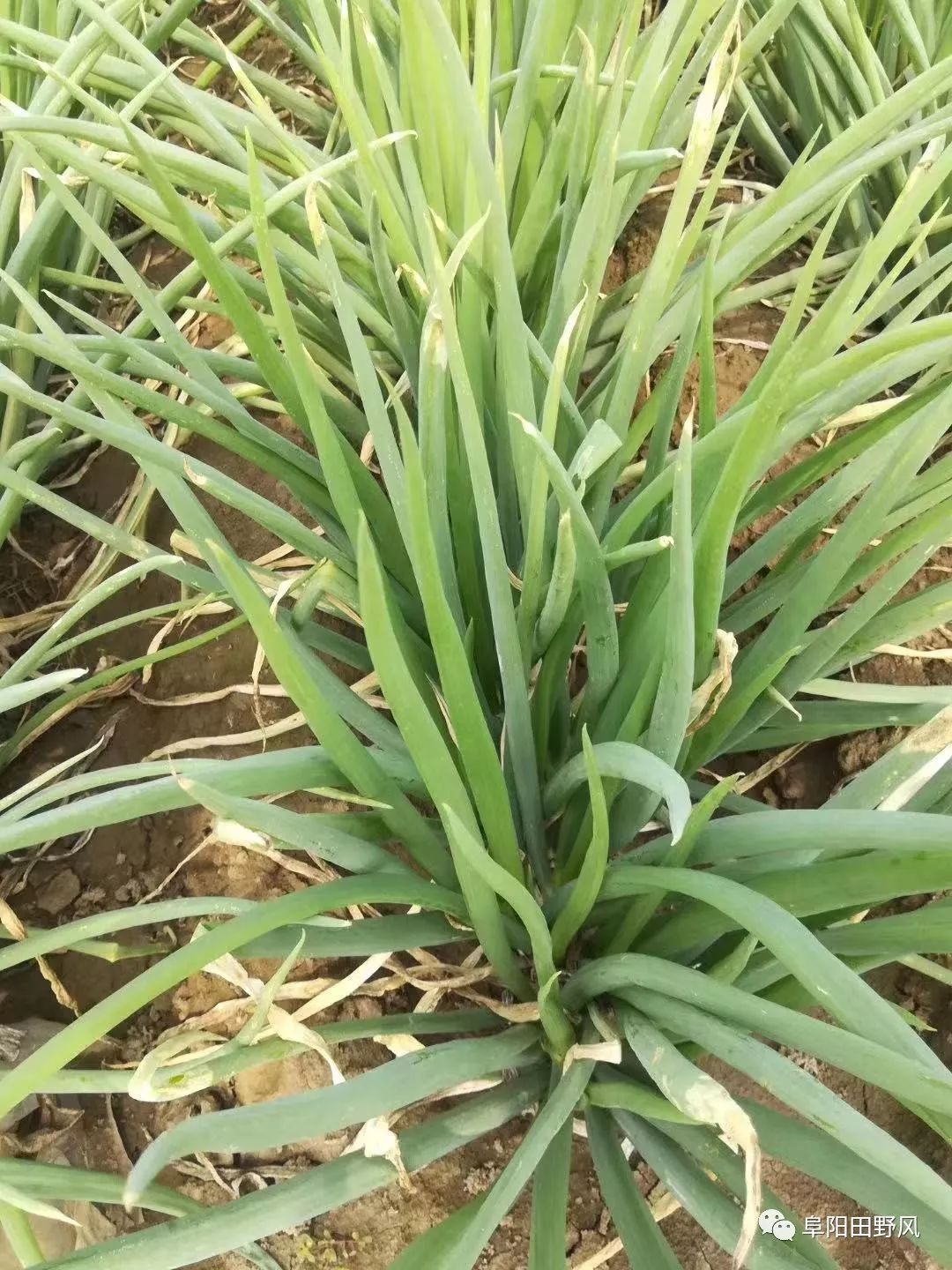 什么时间种小葱在地里的 86c4c4bfcfa44d1aae8d84dbf865caa7.jpeg