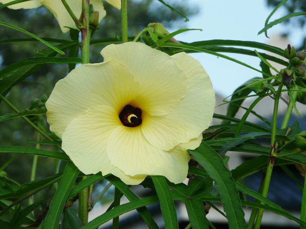 可以食用的花黄色 955c5e32fc1d406e8c7934150e1867e5.jpeg