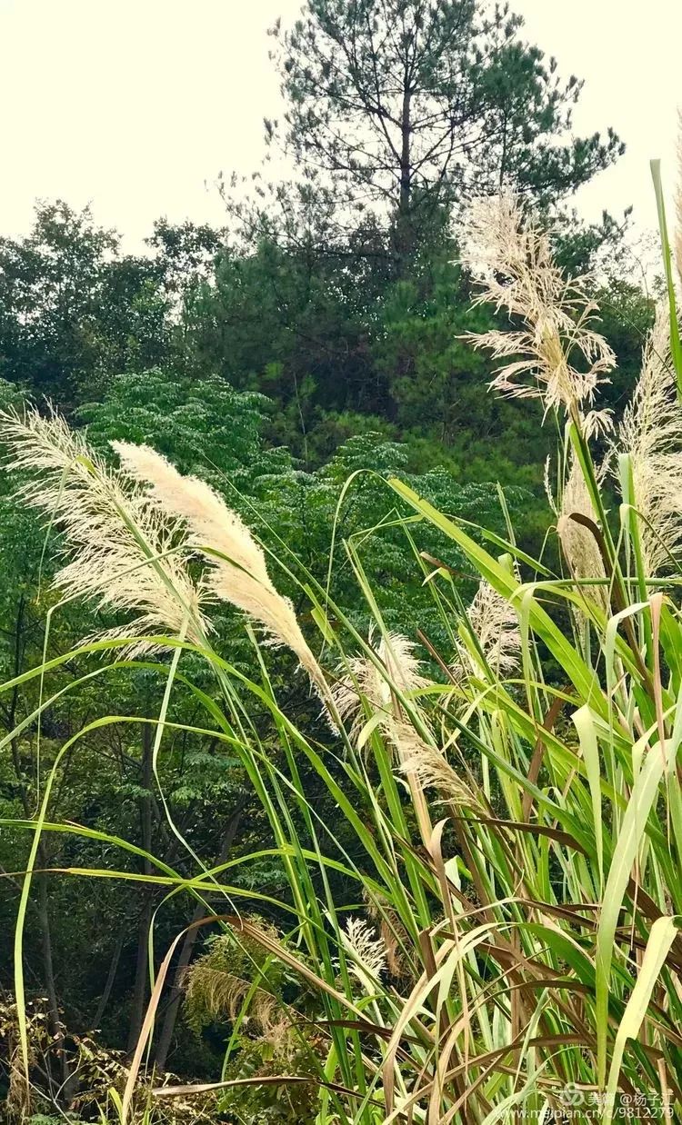 樟树墩人口_樟树
