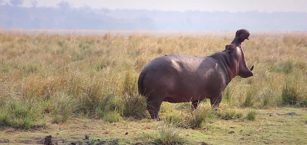 动物咬合力排名_咬合力第一的动物(3)