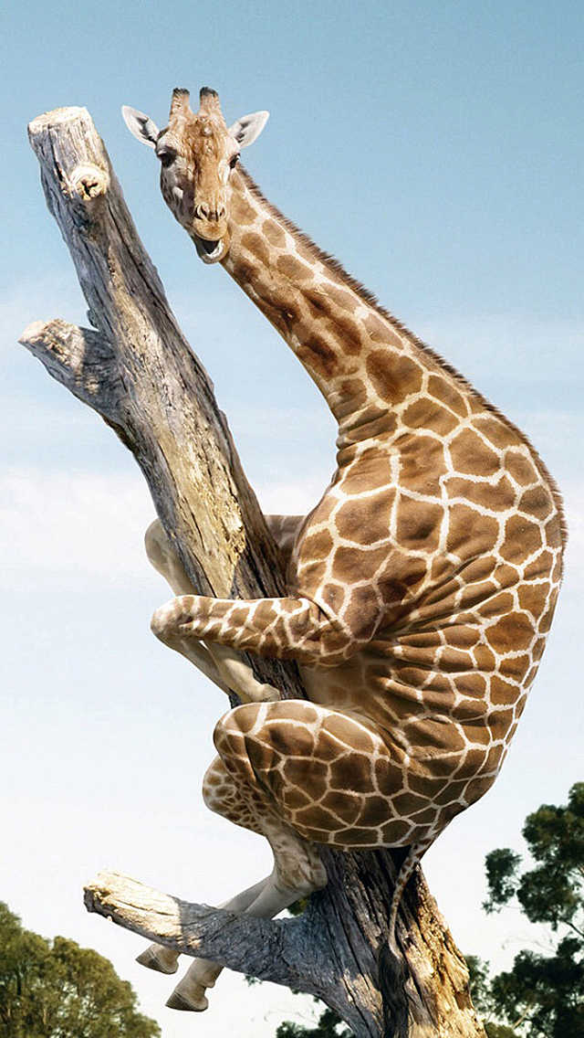 什么侯舞成语_成语故事图片(3)