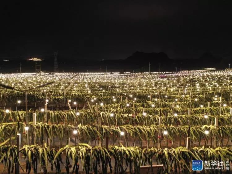 火龙果基地灯光夜景.