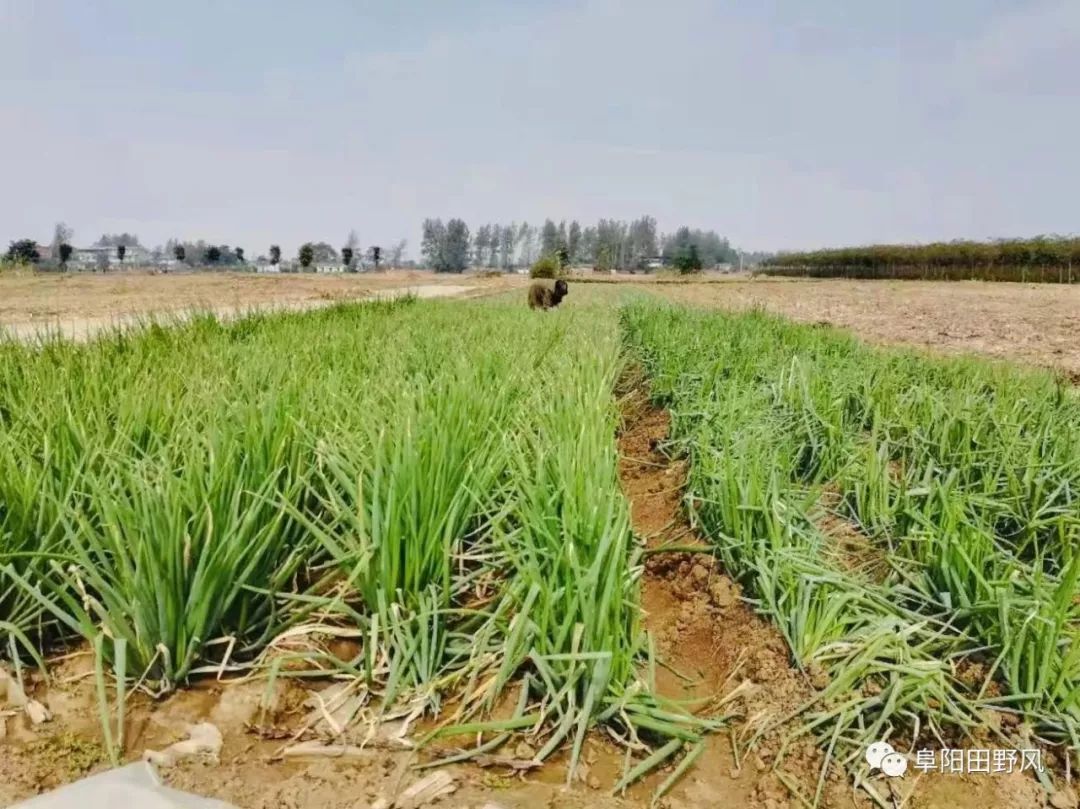 什么时间种小葱在地里的 cdb0cc43ff3f44e8aa80ffaf42cef94a.jpeg