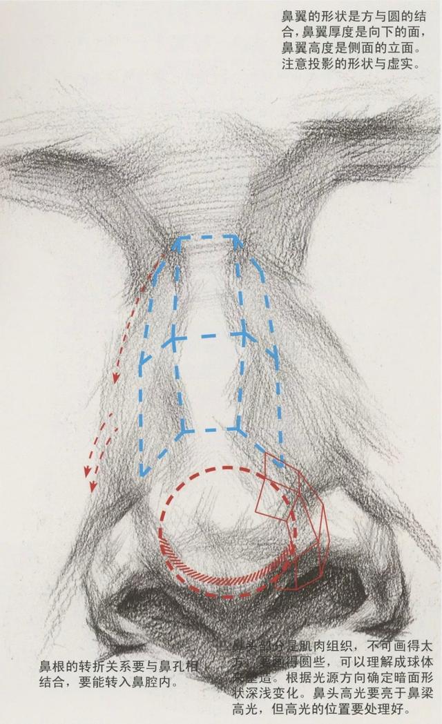 素描干货丨从结构学习素描鼻子的刻画细节