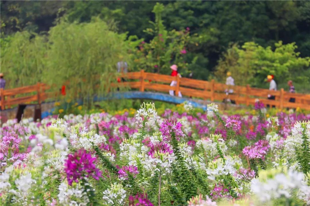 清远这些浪漫而神秘的七彩"花海",有的竟然免费赏!