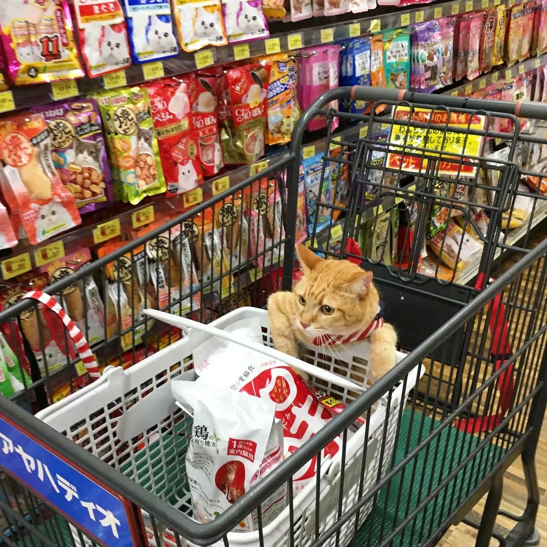 日本一喜欢逛超市的橘猫走红网络！乖巧认真的画风，太萌了