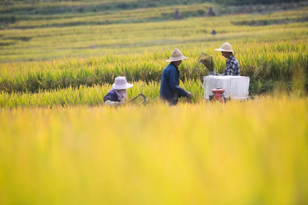 大方县2019年农业产业结构调整暨夏秋决战现场观摩会举行
