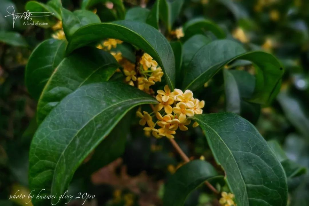 也是不错的选择,已经开花的桂花品种有:早银桂,青尖,杭州黄,硬叶丹桂