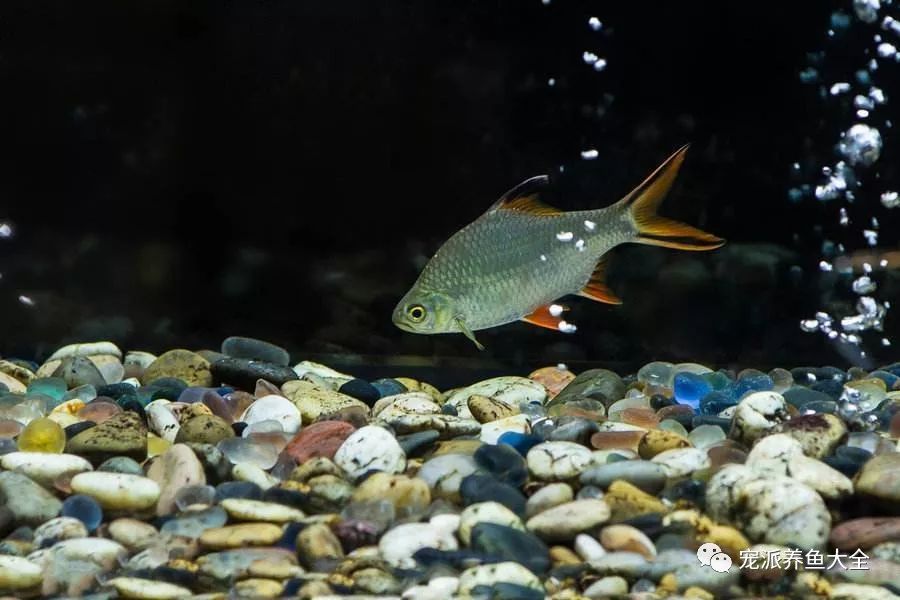 有鱼的水质怎么样 f13f331a4d494b699537644d34b0a289.jpeg