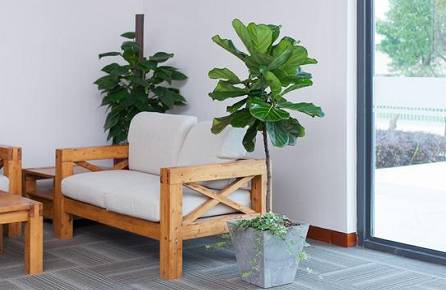 客厅最旺家的绿植 fd275c6fd36248aabe19fc1bc6a58ea8.jpeg