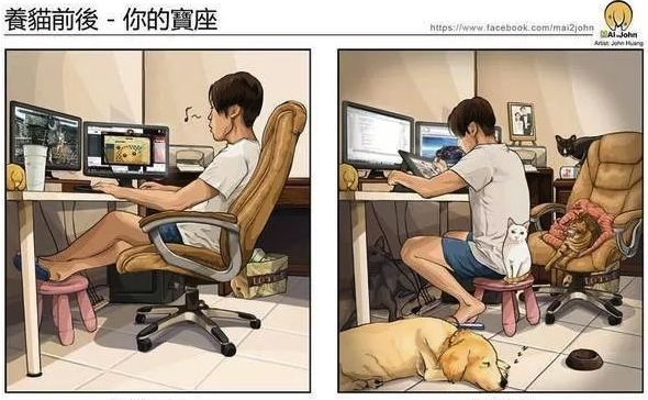 国外网友控诉养猫血泪史：上辈子造孽，这辈子养猫