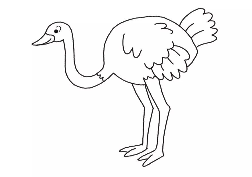 动物简笔画送欢乐!教你画酷酷的鹰和萌萌的鸵鸟