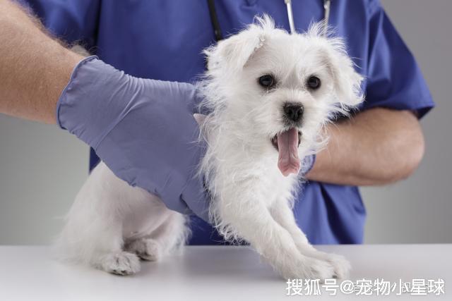 如何给狗狗做健康检查 0787673c08444a0aaab4905c4e1f73e1.jpeg
