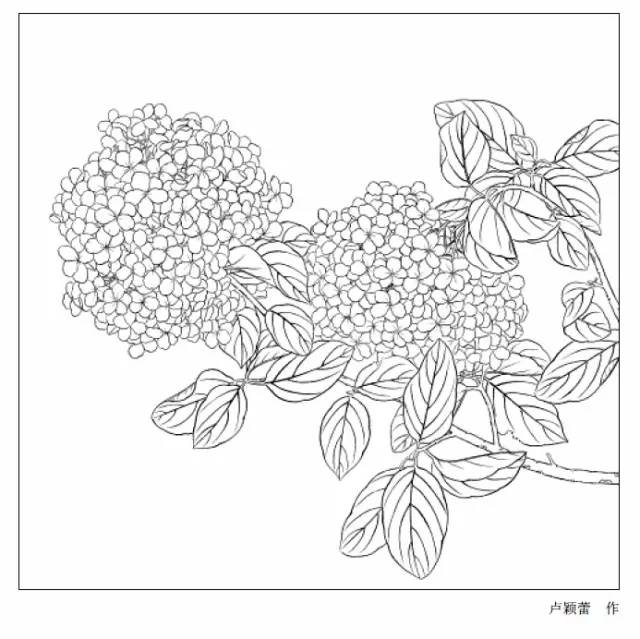 9种花卉白描图收藏备用