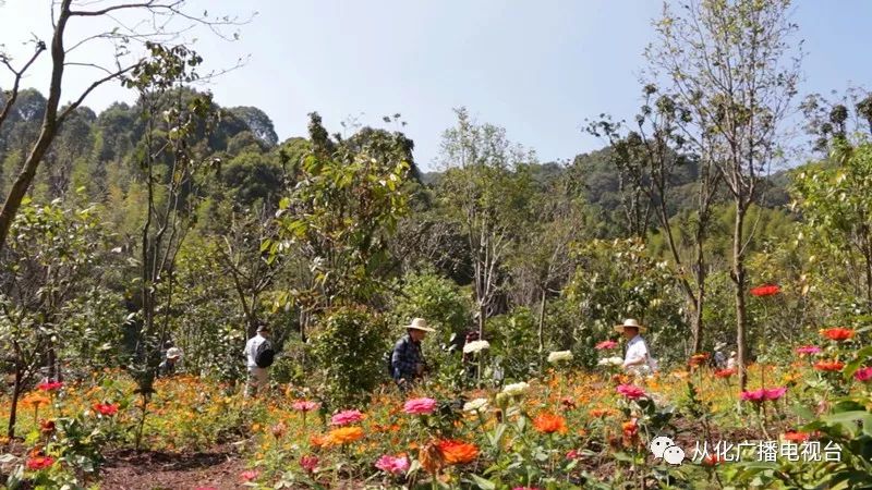 阿婆六观星台也是难得的观星胜地 自2017年建设茶花小镇以来,以建设"