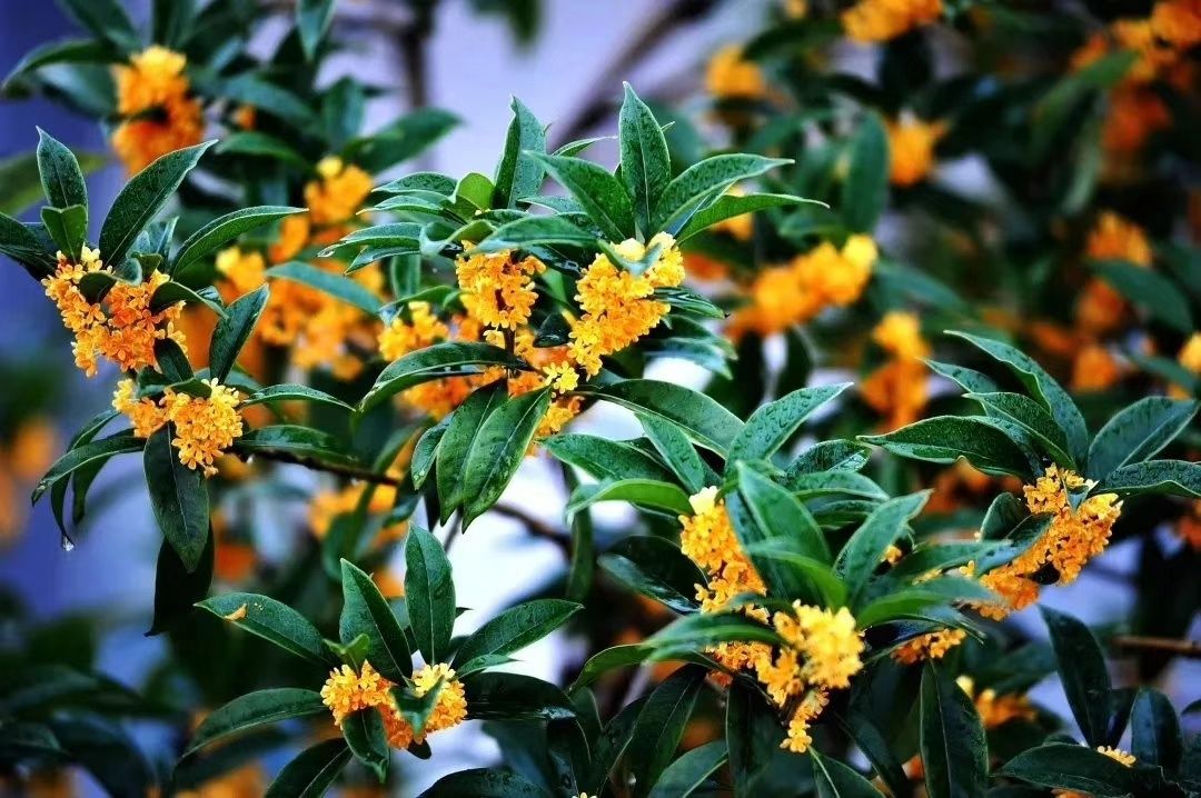 下埠镇第二届桂花节圈粉无数!(内含精彩视频)