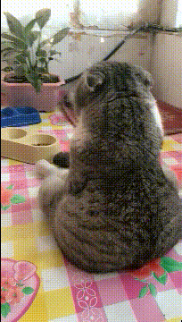 搞笑GIF：自从被奶奶说了一次胖后，已经一天没吃饭了，就这么坐着_舞姿
