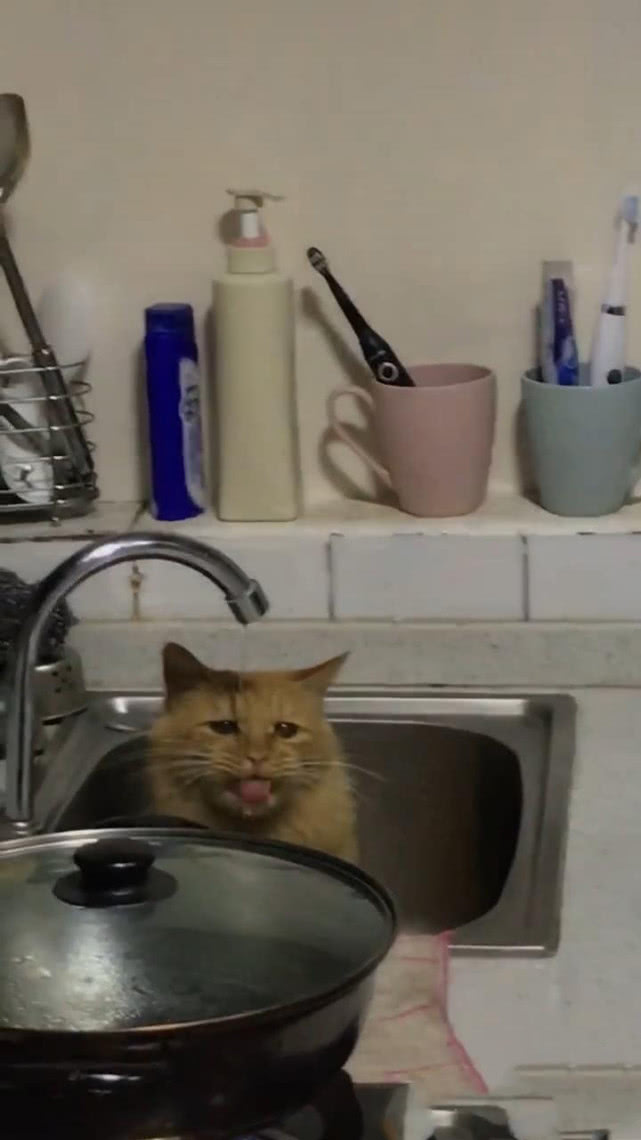 猫:我喝水怎么有人笑啊!