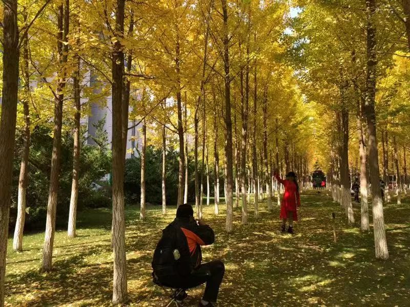 兰州理工大学银杏林一片金黄,夕阳映照下,兰州市民都会来这里游览特色