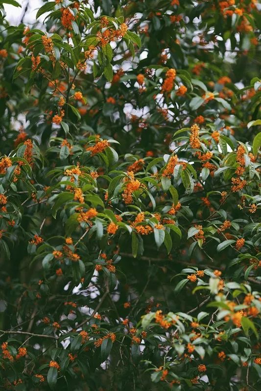 最近是不是桂花开了 339bd5dcb762457e8e60c42a73759c7f.jpeg