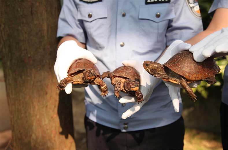 上海海关查获一批涉嫌走私濒危物种