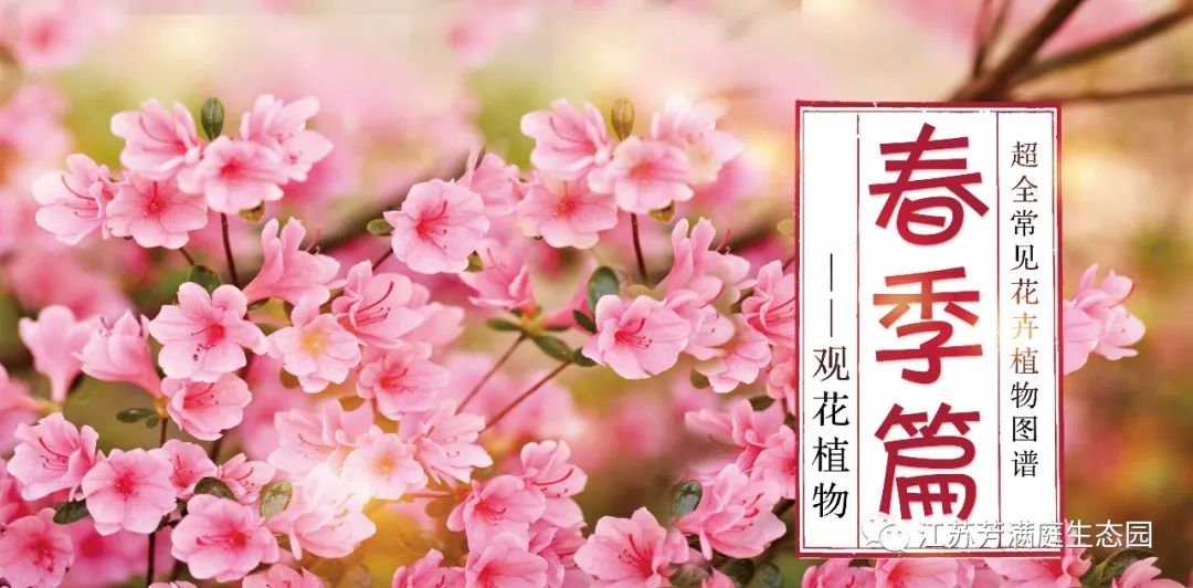观花简谱_小星星简谱(5)